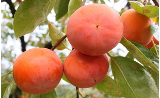 【先行予約】 [甘柿の王様]  富有柿 約7.5kg サイズおまかせ 和歌山県産｜かき フルーツ 柿 果物 くだもの 家庭用 和歌山県産