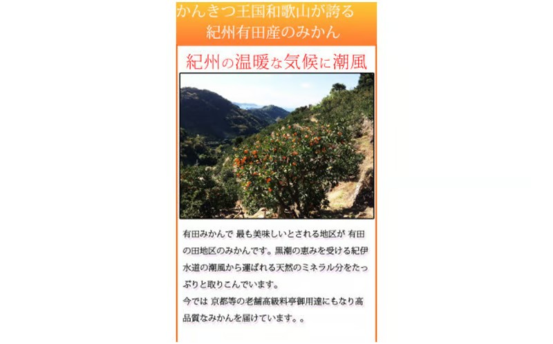 【先行予約】高級ブランド田村みかん　１０kg　大玉サイズ