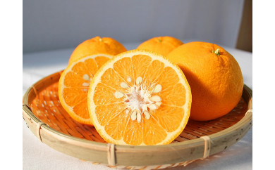 夏みかん7.2kg ※2026年4月中旬頃〜2026年4月下旬頃に順次発送予定
