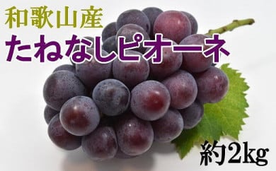 【厳選・産直】和歌山県産たねなしピオーネ約2kg（目安：3房～5房）◇