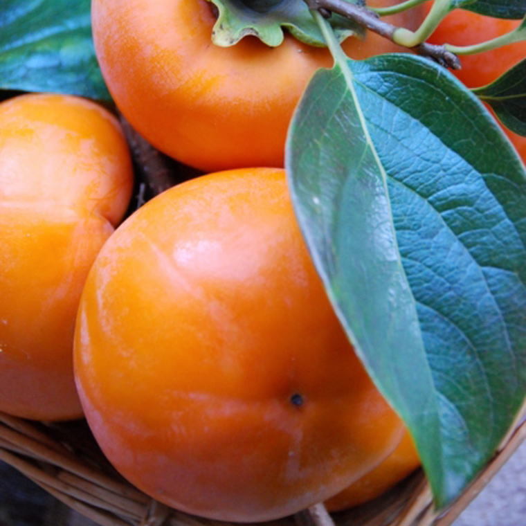 【先行予約】 [厳選・産直]  富有柿 約2kg  2L～4Lサイズ 化粧箱入り 和歌山県産｜かき フルーツ 柿 果物 くだもの 和歌山県産