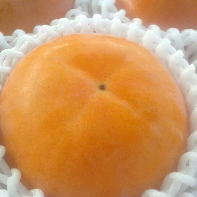 【先行予約】 [厳選・産直]  富有柿 約4kg 2L～4Lサイズ 化粧箱入り 和歌山県産｜かき フルーツ 柿 果物 くだもの 和歌山県産