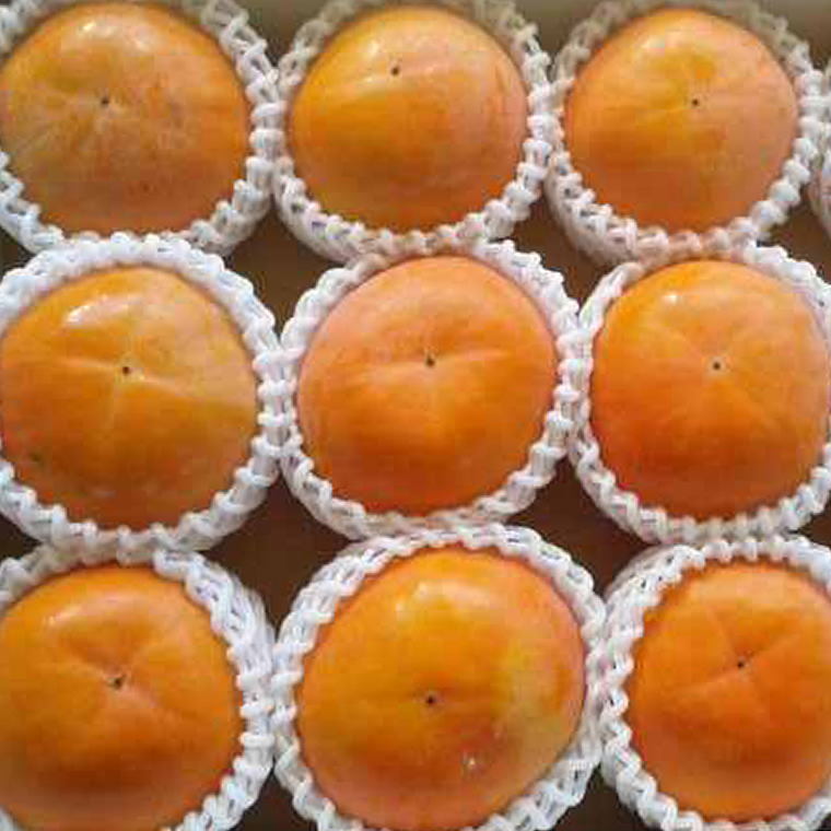 【先行予約】 [厳選・産直]  富有柿 約4kg 2L～4Lサイズ 化粧箱入り 和歌山県産｜かき フルーツ 柿 果物 くだもの 和歌山県産