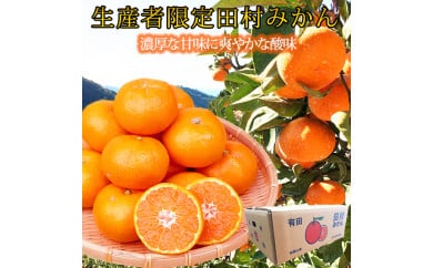 高級ブランド田村みかん １０kg◇｜ 蜜柑 柑橘 果物 フルーツ 糖度 甘い 濃厚 コク ジューシー 先行予約 みかん 国産 産地直送 人気 美浜町
※2025年11月下旬〜2026年1月下旬頃に順次発送予定 ふるさと納税 ミカン