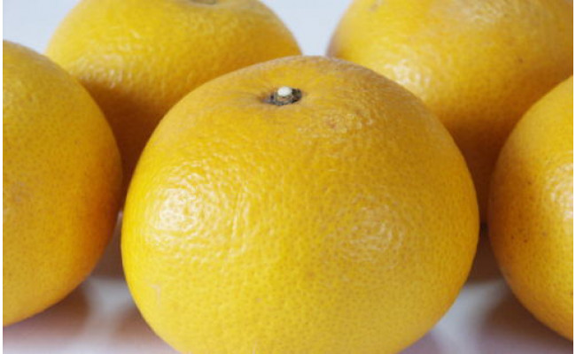 【手選果・訳あり】有田産の八朔10kg（サイズ混合） ※2026年1月下旬～2月下旬頃に順次発送予定