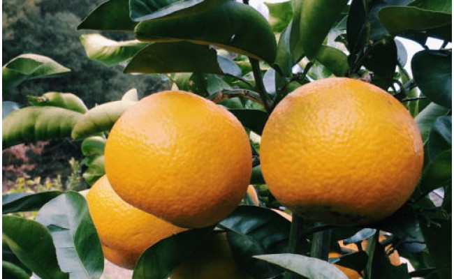 【手選果・訳あり】有田産の八朔10kg（サイズ混合） ※2026年1月下旬～2月下旬頃に順次発送予定