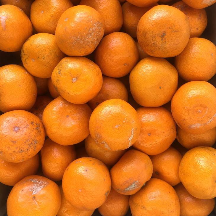 [訳あり]和歌山有田みかん約10kg（S～Lサイズいずれかお届け）
※2025年11月中旬～2026年1月中旬頃に順次発送予定