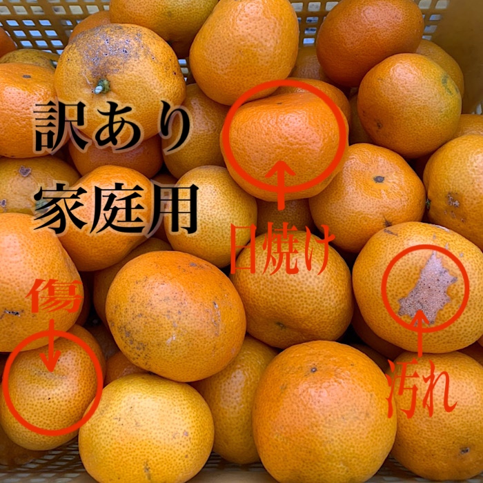 和歌山県産 有田みかん 約5kg 家庭用 ※2025年10月中旬～2026年1月下旬頃に順次発送予定 ※北海道・沖縄・離島への配送不可