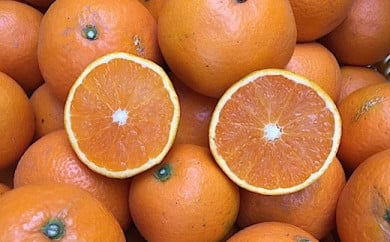 和歌山県産 有田の清見 約10kg 家庭用 ※2026年3月上旬～4月下旬頃に順次発送予定 ※北海道・沖縄・離島への配送不可