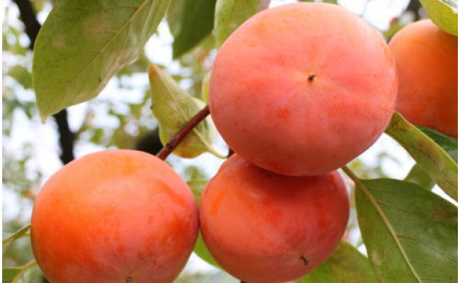 【まごころ栽培】九度山の冷蔵富有柿Mサイズ9玉入り ※2026年1月下旬～2月中旬頃に順次発送予定 ※離島への配送不可