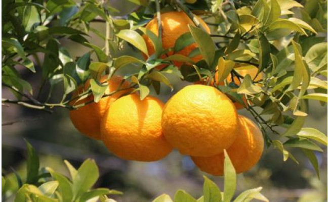 【産直】和歌山由良町産の木成り熟成八朔約10kg（L～4Lサイズをお届け）　※2026年3月中旬～2026年4月中旬頃より順次配送予定