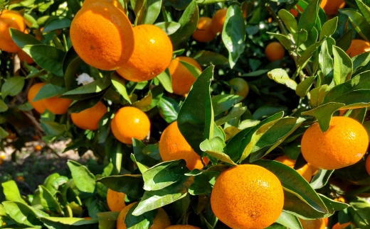 【食べごたえ十分】有田みかん大玉9kg（3Lサイズ・秀品）
※2025年11月中旬～2026年1月中旬頃より順次配送予定