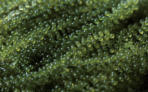 【お手軽沖縄海藻セット】海ぶどう（200g）＆もずく（500g）【2026年4月より順次発送】