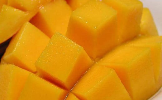 渡慶次マンゴー園の完熟マンゴー約2Kg【 先行予約 2026年発送 】