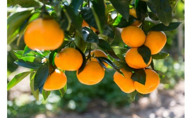 ZD7015_【2026年先行予約】【秀品】 和歌山 有田みかん 6kg（2Lサイズ）