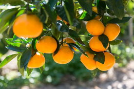 ZD7013_【2026年先行予約】【秀品】和歌山 有田みかん 5kg（2Sサイズ）