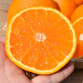 ZE6161n_【2026年先行予約】有田の不知火(しらぬひ) 【訳あり　家庭用】約4kg（S～4Lサイズ混合）まごころ手選別