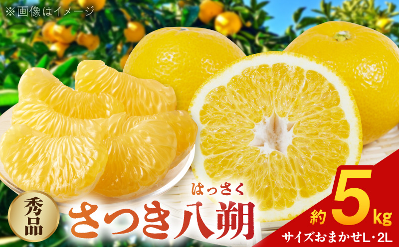 BB6230_ 和歌山由良町産 はっさく 約 5kg　L ２Lサイズ 