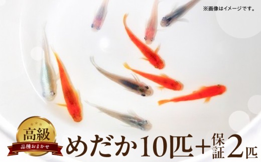 BA6001n_高級めだか 10匹＋補償 2匹（品種はおまかせ）