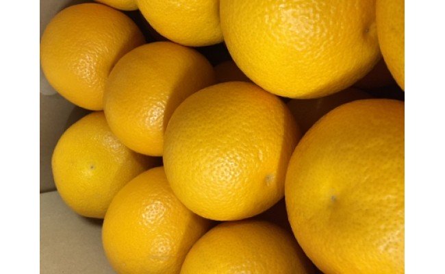 ZE6073n_【2026年先行予約】有田の八朔 (はっさく) 10kg（Sサイズ）まごころ手選別