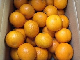 ZE6074n_【2026年先行予約】有田の八朔 (はっさく) 10kg （Mサイズ）まごころ手選別