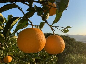 ZE6076n_【2026年先行予約】有田の八朔 (はっさく) 10kg（2Lサイズ）まごころ手選別