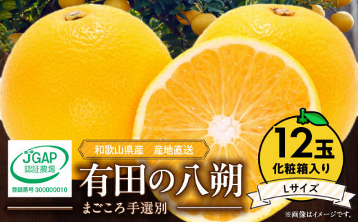 【和歌山県有田郡湯浅町】ZE6079n_【2026年先行予約】有田の八朔 (はっさく) 【化粧箱 】(Lサイズ) 12個入り まごころ手選別