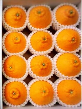 ZE6105n_【2026年先行予約】有田の不知火(しらぬひ）【化粧箱】 12玉（Sサイズ）まごころ手選別