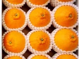 ZE6103n_【2026年先行予約】有田の不知火(しらぬひ）【化粧箱】 12玉（Lサイズ）まごころ手選別