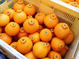 ZE6104n_【2026年先行予約】有田の不知火(しらぬひ）【化粧箱】 12玉（Mサイズ）まごころ手選別