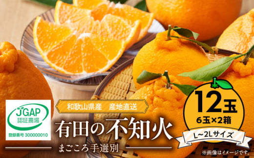 ZE6111n_【2026年先行予約】有田の不知火(しらぬひ)　6玉×2箱（L～2Lサイズ） まごころ手選別