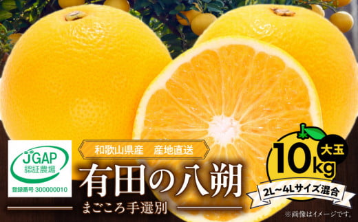 ya̎RLcS󒬁zZE6155n_y2026Ns\zLc̔ (͂) 10kg  (2L`4LTCY)@܂I