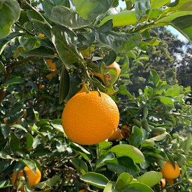 ZE6167n_【2026年先行予約】有田の八朔 (はっさく)【訳あり　家庭用】6kg　(S～4Lサイズ混合)　まごころ手選別