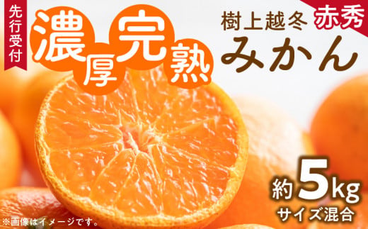 【和歌山県有田郡湯浅町】ZD6196n_【2026年先行予約】【濃厚・まろやか】 樹上越冬 完熟 みかん 5kg (2S〜Mサイズ混合・秀品)【ミカン 蜜柑 柑橘 温州みかん 有田みかん】
