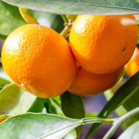 ZD6196n_【2026年先行予約】【濃厚・まろやか】 樹上越冬 完熟 みかん 5kg (2S～Mサイズ混合・秀品)【ミカン 蜜柑 柑橘 温州みかん 有田みかん】