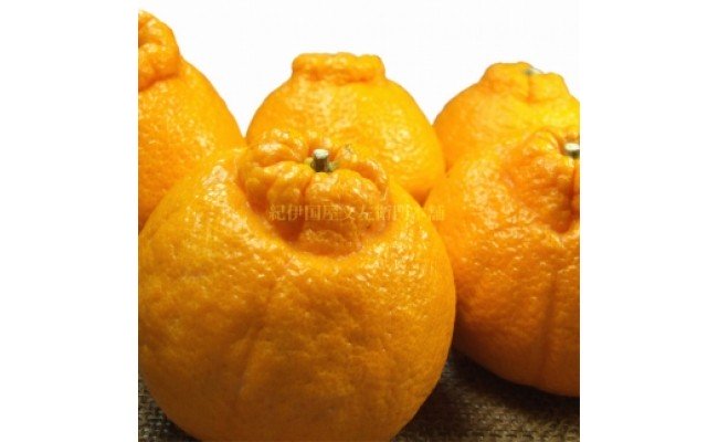 V7076_「デコ」 不知火 約4.5kg 湯浅町田村産 (果実サイズおまかせ) 春みかん　紀伊国屋文左衛門本舗