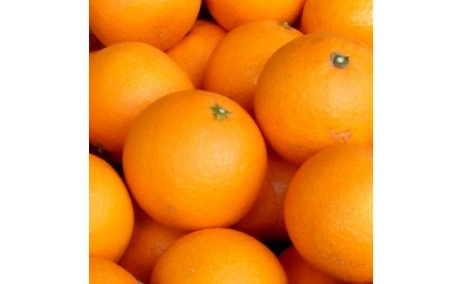 V7030_清見オレンジ 約4.5kg 湯浅町田村産 春みかん（果実サイズおまかせ）/ 紀伊国屋文左衛門本舗