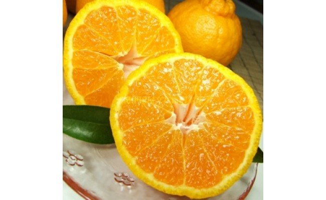 �y�a�̎R���L�c�S���󒬁zV7413_�f�R �s�m�� ��2.8kg �a�̎R���L�c�Y �t�݂��� (�ʎ��T�C�Y���܂���) �t���k �I�ɍ��������q��{��