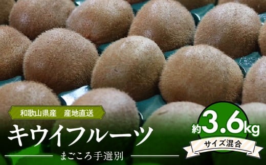【和歌山県有田郡湯浅町】ZE6187n_【2026年先行予約】和歌山県産 キウイフルーツ 3.6kg (サイズ混合) 【まごころ手選別】 【キウイ グリーンキウイ フルーツ 国産】