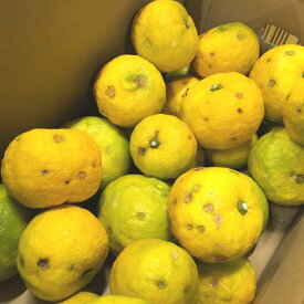 AB6014n_【国産】紀州和歌山の ご家庭用 訳あり 柚子 (ゆず) 約3kg