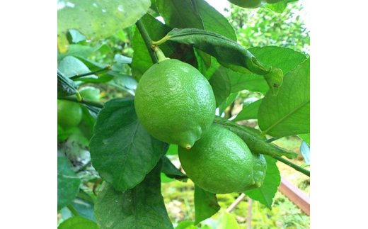 AB6066n_【国産】紀州和歌山産 有田レモン 1kg (サイズ混合)【国産 レモン 柑橘 フルーツ 和歌山】