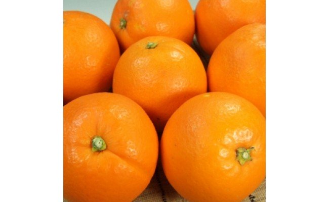 V7400_ネーブル[約7kg]和歌山県有田産 春みかん (果実サイズおまかせ) 春みかん 紀伊国屋文左衛門本舗