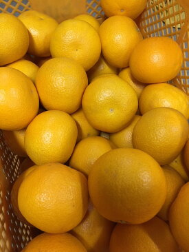 BL6010n_【2026年先行予約】【産地直送】和歌山県産 八朔 10kg (M～3Lサイズ)