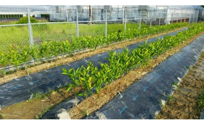 ZE6475_苗木 みかん 2年生【宮川早生】 1本セット【果樹 柑橘類 苗物】