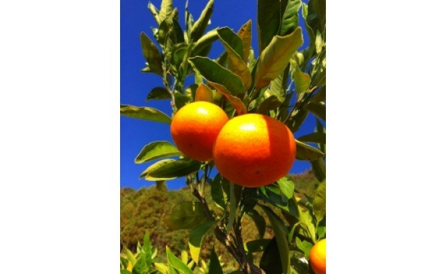 ZE6475_苗木 みかん 2年生【宮川早生】 1本セット【果樹 柑橘類 苗物】