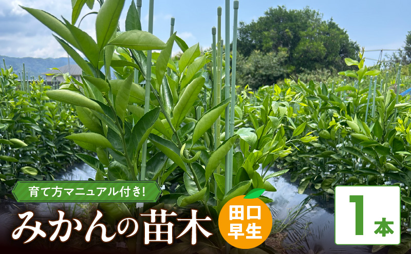 ya̎RLcS󒬁zZE6478_c ݂ 2Nycz 1{