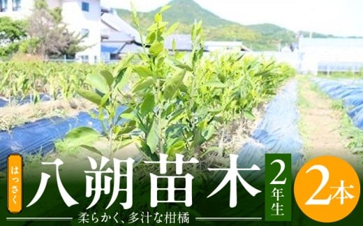 【和歌山県有田郡湯浅町】ZE6144_八朔(はっさく)苗木2年生2本セット