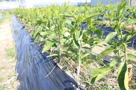 ZE6476_清見(きよみ)苗木 2年生 1本