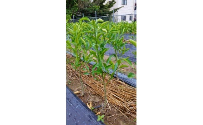 AV6040_「紀州の陶磁精粋」「 南紀男山焼」図録 と湯浅町特産品