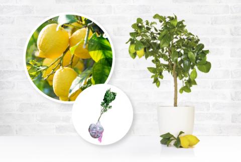 ya̎RLcS󒬁zZE6474_c EG() 2N 1{